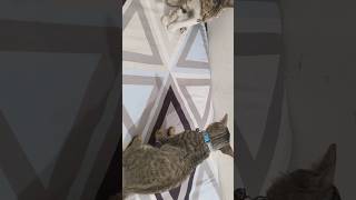 🤟😜🥰😍😝🤪fighting trendingshorts cat catlover love shortvideo cute kitten kitten cutecat [upl. by Sadye]