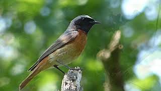 Gekraagde roodstaart redstart [upl. by Madid]