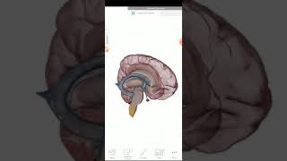 Diencephalon 2 visual anatomy [upl. by Kcirddec]