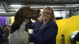 Treeing walker coonhound shines at dog show [upl. by Cupo]