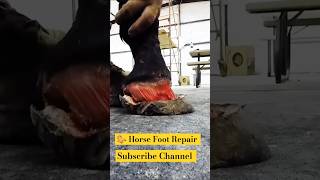 Horse 🐎 Foot Repair Break Nailcuteanimal animals horse shorts shortsfeed shortvideo [upl. by Oag]