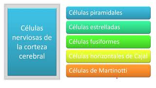 Corteza cerebral  Células capas fibras y áreas funcionales [upl. by Jacintha]