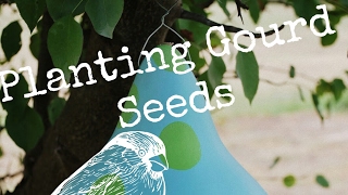 Ultimate Guide to Planting Gourd Seeds [upl. by Enileoj]