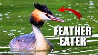 Grebe Facts its a WEIRD BIRD 🦆 Animal Fact Files [upl. by Raffarty]