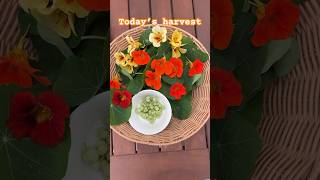 Harvesting more nasturtiums today stay tuned for more  ediblegarden [upl. by Vivian]