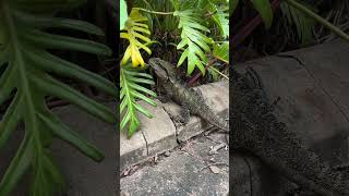 Australian Iguana  Brisbane City Botanic Gardens  Brisbane Australia [upl. by Gona]