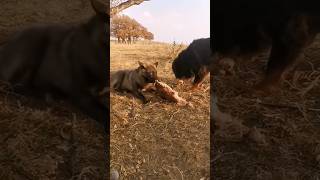 Tibatan Mastiff vs Wolf dog animals wolf viralvideo shortvideos trending shortsviral shorts [upl. by Dickinson504]