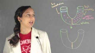 Important Concepts of Osmosis  Chemistry Lessons [upl. by Anirrok]