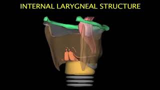 Larynx Animation [upl. by Erna]