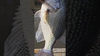 SLAB CRAPPIE santee crappie freshwaterfish crappiefish sparkleberry slabs [upl. by Naget]