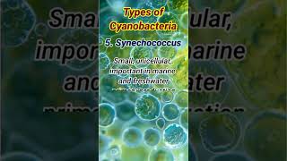 Types of Cyanobacteria  Cyanobacteria Types cyanobacteria [upl. by Annohsat]