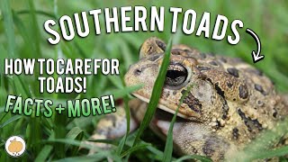 10 FACTS About SOUTHERN TOADS  Southern Toad Care [upl. by Saloma]