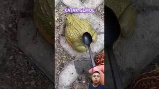 KATAK GEMOL gadgets cute funny [upl. by Lyndon]