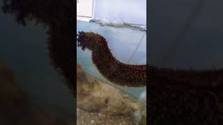 Brown sea cucumber  In Aquarium [upl. by Erdman]