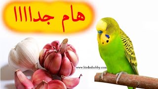 فوائد الثوم للطيور 🐦🐦 [upl. by Walston]