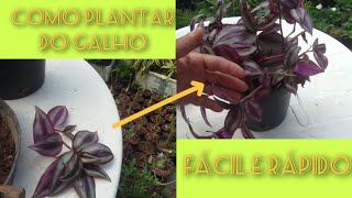 COMO PLANTAR LAMBARI ROXO DO GALHO FÁCIL E RÁPIDO [upl. by Lorac521]