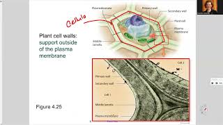 181 Ch4 Cytoskeleton and Junctions [upl. by Mercorr400]