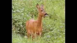 Günter Goldmann Der Erfolg der Rehe German [upl. by Bendite]