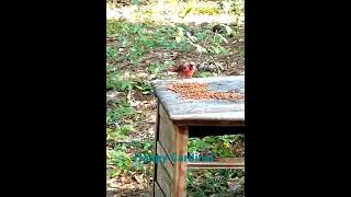 Happy Cardinal cardinals wildlife nature [upl. by Adyam]