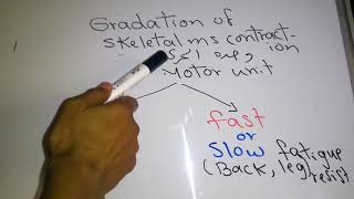 Skeletal muscle new system Gradation of Skeletal muscle contraction dr mohamed fayez [upl. by Licha44]