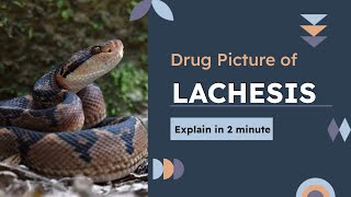 Drug Picture of Lachesis in 2 minutes homoeopathyeducation [upl. by Suolevram]