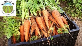 Mistakes to Avoid When Planting Carrots [upl. by Sainana]