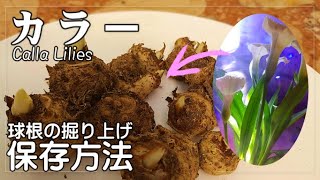 カラーの球根の保存方法♥カラーの球根の掘り上げ♥カラーの球根の冬越し方法♥How to overwinter calla lilies♥How to store calla lilies bulbs [upl. by Onailimixam456]