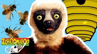 Zoboomafoo with the Kratt Brothers BUZZY BEES  Full Episodes Compilation [upl. by Enirual391]