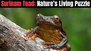 Surinam Toad  Nature’s Living Puzzle [upl. by Eytak884]