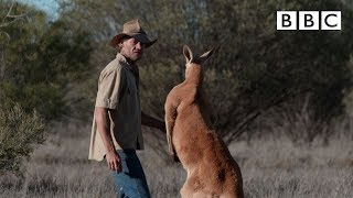 Dont mess with Roger the Kangaroo  Kangaroo Dundee  BBC [upl. by Evangelina]