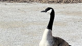 🍁Canada geese make honking sounds and fly off shorts [upl. by Ateuqal470]