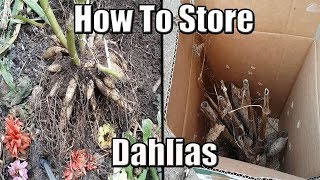 How To Dig Up And Store Dahlia Tubers Over The Winter [upl. by Akamahs534]