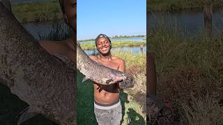 You Wont Believe This Insane Fishing Catch fishing catching mancing shorts [upl. by Enelyad]