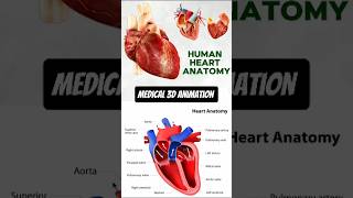 human heart anatomy  3D Animation  Biology with Aliya [upl. by Egiap]