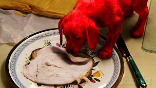 Bebê Clifford rouba presunto é segredo  Clifford o Gigante Cão Vermelho  Clipe [upl. by Natanoj549]