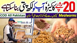 Mealworm Farming In Pakistan  Mealworms Farming In Pakistan  Mealworms Breeding  Mealworms [upl. by Eenahs]