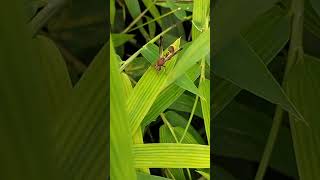 Potter Wasp subfamily Eumeninae [upl. by Barnabas]