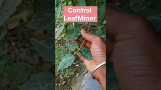 Control Leaf Miner shorts gardening gardeningtips leafminer pestcontrol gardeningtips nature [upl. by Nunci818]