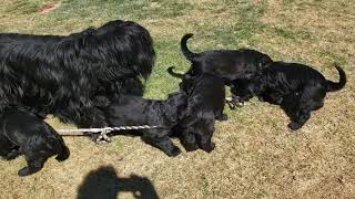 Briard puppies 6 weeks old [upl. by Atinej712]