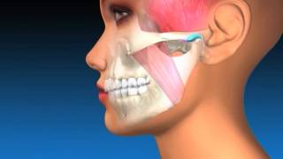 TMJ Explanation amp Therapy [upl. by Anuaf]