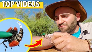 STUNG by a VELVET ANT amp WARRIOR WASP All Coyote Petersons Worst Stings [upl. by Enomaj]