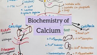 Calcium  Sources Functions Absorption Regulation amp Diseases  Biochemistry of Minerals [upl. by Aisatnaf987]