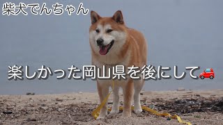 柴犬でんちゃん 楽しかった岡山県の旅🚙 [upl. by Noiram]