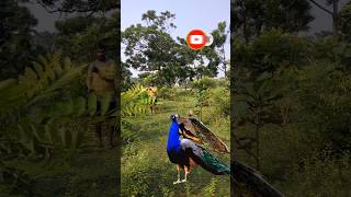 Beautiful peacock catching 😍youtubeviralvideo feed shortsfeed shownfeed new gaming birds yt [upl. by Orlena]