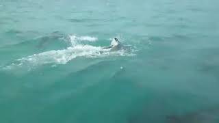 Delfines en Dibulla  La Guajira  Colombia [upl. by Skoorb]