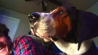 Jax Treeing Walker Coonhound crying grunitng and giving attitude [upl. by Vasiliki]