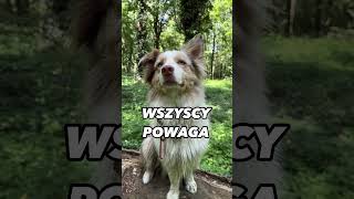 owczarek australijski vs golden retriever [upl. by Eindys]