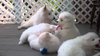 Samoyed puppies 37 Days old  quotmannersquot [upl. by Enilkcaj]