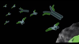 Importance of antibodies  Humoral immune response  part 1 [upl. by Even]