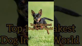 Top 10 Weakest Dog In The World dog shorts [upl. by Georges]